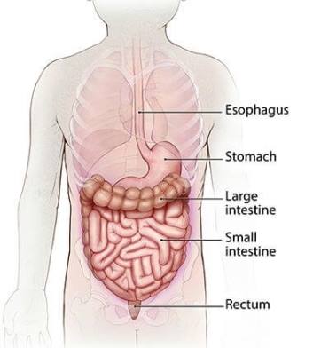 Diagram of a normal digestive system